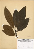 藏品(大香葉樹)的圖片